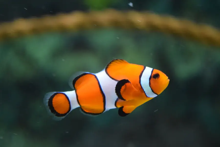Try the Fish Shell