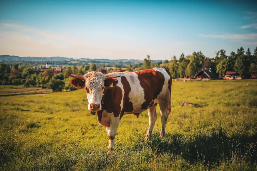 Do have a cow, man