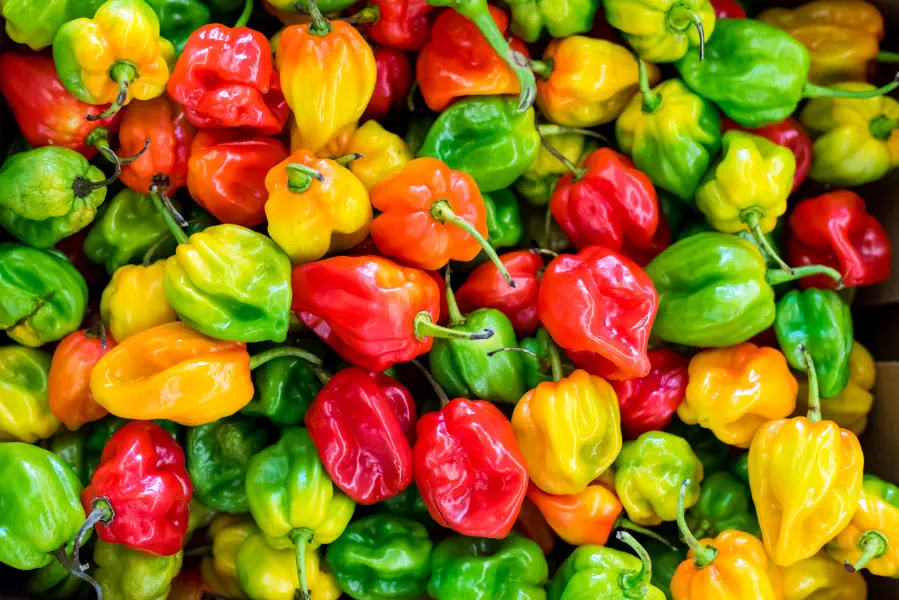 A Chili Cookoff with Rust, Rocket, Render, and Supabase